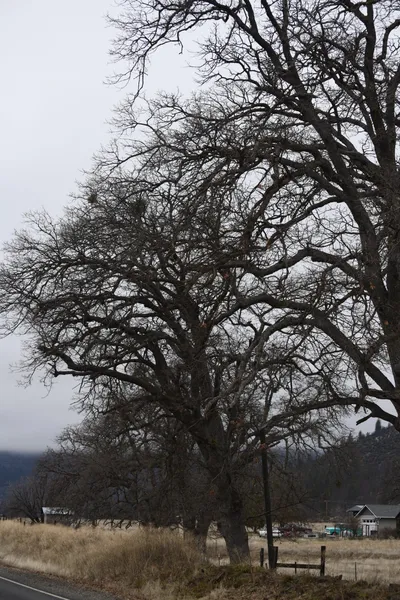 DSC_5872 (Large).JPG